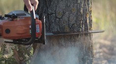 Žilinský lesopark dostáva ranu za ranou. Príde o veľký počet stromov