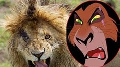 Scar z Levieho kráľa má svojho živého dvojníka. Našli ho v Keni