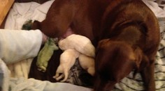 Majiteľka labradorky zostala v šoku. Fenka porodila zelené šteniatko