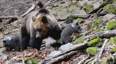 Medvede u nás zaútočili počas tohto roka na piatich ľudí