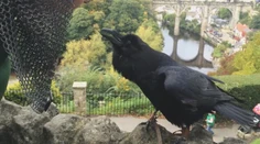 Lak na aute môžu poškrabať aj vtáky. Pýtali sme sa poisťovní, či tieto škody preplácajú