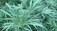 Ako investovať do marihuany? Na burze to už možné je