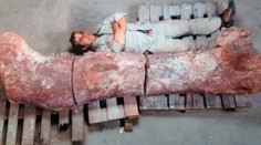 Vedci objavili nového dinosaura. Väčší po tejto Zemi ešte nekráčal