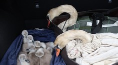 Labutiak sa čelom postavil vlaku, aby ochránil svoju rodinku. Dramatický príbeh má šťastný koniec