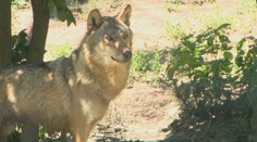 Ďalší útok vlkov na severovýchode Slovenska. Farmárovi roztrhali hovädzí dobytok