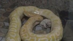 Desivé praktiky v zoologickej záhrade: Pytóny kŕmili živými šteňatami