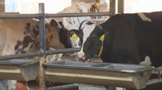 Horúčavy môžu znižovať množstvo a kvalitu mlieka. Chovatelia preto ochladzujú kravíny