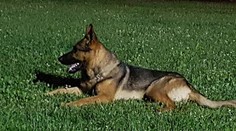 Kaos zachraňoval ľudí po zemetrasení v Amatrice, niekto ho otrávil