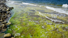 Prímorské letoviská v Nemecku trápia nebezpečné baktérie. Niekde už vydali zákaz kúpania sa