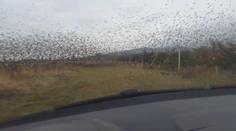 Vinohradníci môžu strieľať škorce, ktoré im napádajú úrodu. Má to však svoje pravidlá