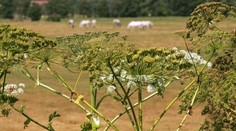 Rastlina, ktorá na tele dokáže spôsobiť poriadne nepríjemné popáleniny. Pri prechádzkach prírodou si na ňu dajte pozor