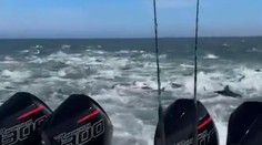 VIDEO: V zajatí stoviek predátorov. Rybárska loď sa ocitla uprostred žraločej hostiny