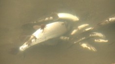 Obrovský úhyn rýb pod Tatrami spôsobil kyanid