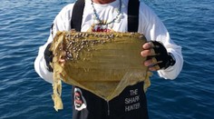 Žraloky na kokaíne. V morských živočíchoch našli nadmerné množstvo drog