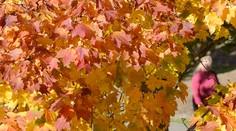 Drahé hrabanie: V Banskej Bystrili to robia za tisíce eur