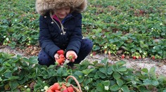 Samozber jahôd len pár týždňov pred Vianocami. Pri Piešťanoch prepísali históriu
