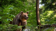 Medvedicu s mladými spozorovali v okolí stredoslovenského mesta. Primátor vyzýva k opatrnosti