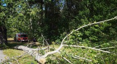 Až po smrti 14-ročného Patrika spília stromy v Nitre. Kto za jeho smrť nesie zodpovednosť?