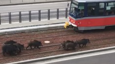 VIDEO: Bratislavčanov prekvapila skupinka diviakov na frekventovanom mieste. Odborníkom sa to nepáči