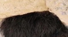 Na rohu jaskyne ich upútalo chlpaté čudo: Čo sa udialo potom, určite nečakali