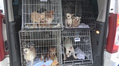 Nelegálne slovenské množiarne riešia aj v zahraničí. Zistenia otriasli pozíciami na regionálnej veterine