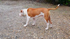 Dva psy vo Svätoplukove zaútočili na muža s kočíkom, dohrýzli ho na rukách aj chrbte