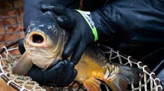 Ľudia si uvedomujú, že bude lockdown. Stromčeky kupujú skôr ako po minulé roky