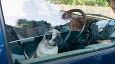 Páru hrozí pobyt za mrežami. Psa nechali v rozpálenom aute a odišli do ZOO