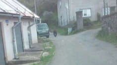 Medveď sa objavil na mieste, kde ho ešte nikdy predtým nevideli