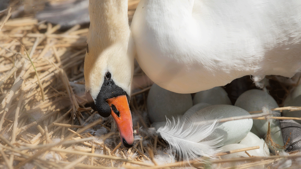 Dôkaz, že aj zvieratá majú dušu? Labuť zomrela od žiaľu, keď jej vajíčka rozdrvili tehlami