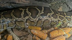 VIDEO: Šokujúci nález v tele pytóna. Zhltol zviera o veľkosti človeka