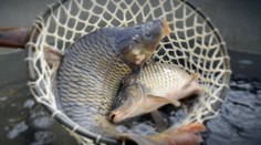 Grilovacie marinády zo Zmeny chutí