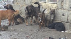 Boli sme na mimoriadnom stretnutí parlamentného výboru k zabíjačkám psov