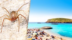 Dovolenka na Ibize zmenila tínedžerovi život. Po uhryznutí pavúka príde o dva prsty