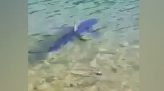 Ďalší žralok v Chorvátsku: Na videu vidieť, že priplával až k brehu
