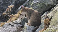 Kocúr, ktorý sa stal tatranskou atrakciou, sa našiel