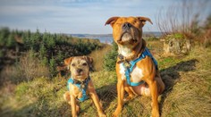 Krásne puto medzi dvomi psami: Slepého Amosa nikto nechcel, teraz má vlastného bodyguarda