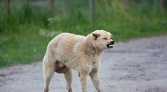 Poľskí veterinári hlásia nové ohniská smrteľnej besnoty. Objavili sa neďaleko hraníc so Slovenskom