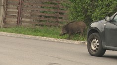 Rušnú križovatku v Bratislave stráži polícia. Dôvodom nie sú vodiči, ale diviaky, ktoré sa tam udomácnili