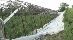 Skaza na juhu Slovenska. Krúpy za pár minút spôsobili spúšť, akú si farmári nepamätajú