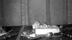 VIDEO: Dôchodca sa čudoval, kto mu stále upratuje v kôlničke. Nastražená kamera odhalila nečakanú scénu