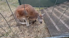 Nazvali sa pojazdná zoo a vozia deti na slonoch. Cirkusanti obišli zákaz a pokračujú v drezúre