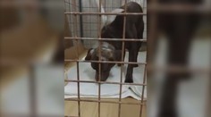 Ohavné a nepochopiteľné. Utýraného a postrieľaného psa našli náhodní okoloidúci v lese