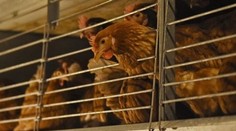 Potvrdili štvrtý prípad vtáčej chrípky, teraz pri Čadci