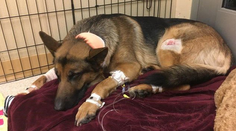 Psí hrdina chránil 16-ročného chlapca pred zlodejmi: Skončil dobitý a so strelnými ranami