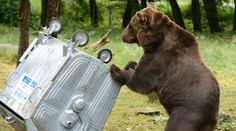 Útok medveďa na ženu v ovocnom sade v okrese Poltár. Zakrvavenú ju prevážal vrtuľnik