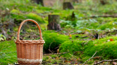 Neprekážajú im ani horúčavy. V týchto lokalitách zaručene nájdete dubáky (+ mapa výskytu)