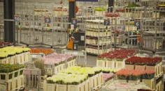 Úrady rozložili kvetinový gang. Vďaka falošným certifikátom obral štát o milióny eur