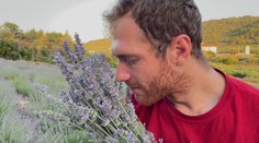 Najvoňavejšia žatva: S kamerou sme navštívili rodinnú levanduľovú farmu na ostrove Hvar