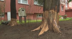 Obyvateľ prešovskej bytovky orezal stromy tak, aby do pár mesiacov vyschli. Vznikla obrovská škoda